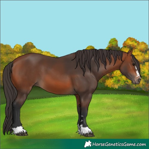 Horse Color:Bay 