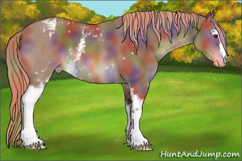 Horse Color:Nacre White Spotted Chestnut Appaloosa 