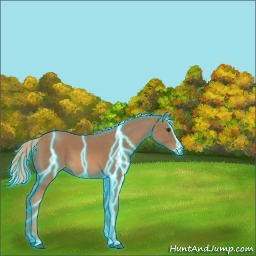 Horse Color:Thunderstruck Red Roan 