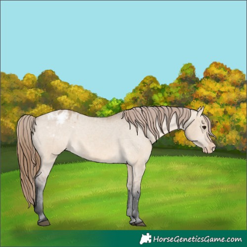 Horse Color:Bay Dun Appaloosa 