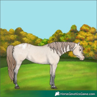 Horse Color:Bay Dun Appaloosa 