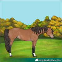 Horse Color:Bay 