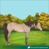 Horse Color:Amber Champagne 