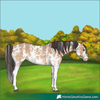 Horse Color:Bay Dun Sabino Rabicano 