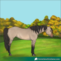 Horse Color:Brown Dun Rabicano 