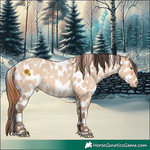Horse Color:Amber Champagne Dun Appaloosa 