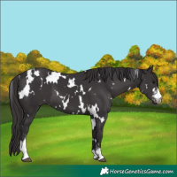 Horse Color:White Spotted Smoky Black Sabino 