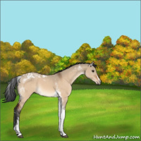 Horse Color:White Spotted Bay Dun Tobiano 