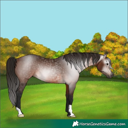 Horse Color:Gray Bay Rabicano