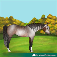 Horse Color:Gray Bay Rabicano 
