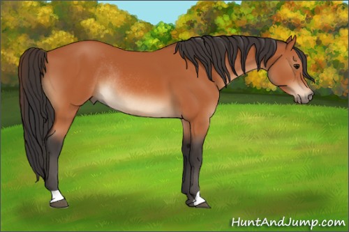 Horse Color:Bay Rabicano 