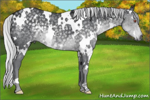 Horse Color:White Spotted Silver Black Chinchilla 
