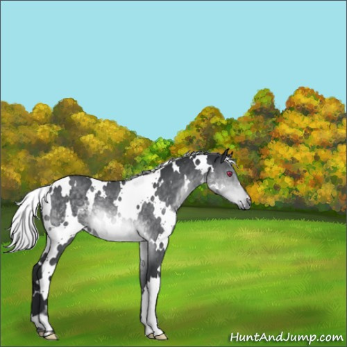 Horse Color:White Spotted Silver Brown Chinchilla 