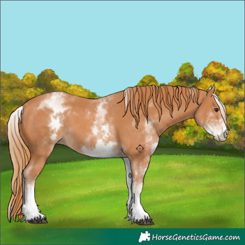 Horse Color:Unknown 