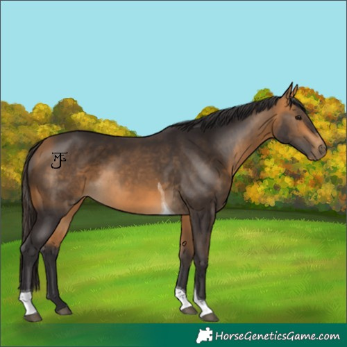 Horse Color:Buckskin Tobiano 