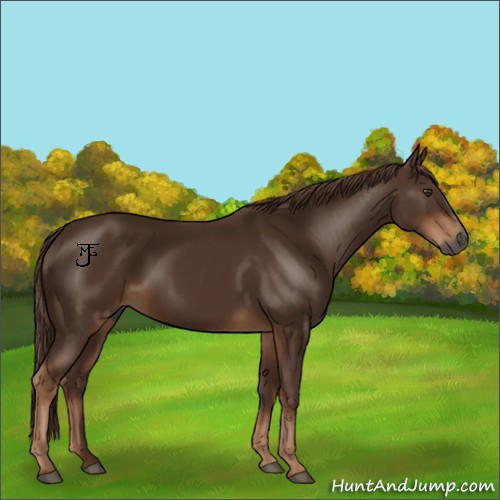 Horse Color:Gray Chestnut 