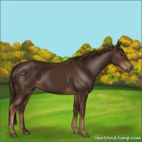 Horse Color:Gray Chestnut 
