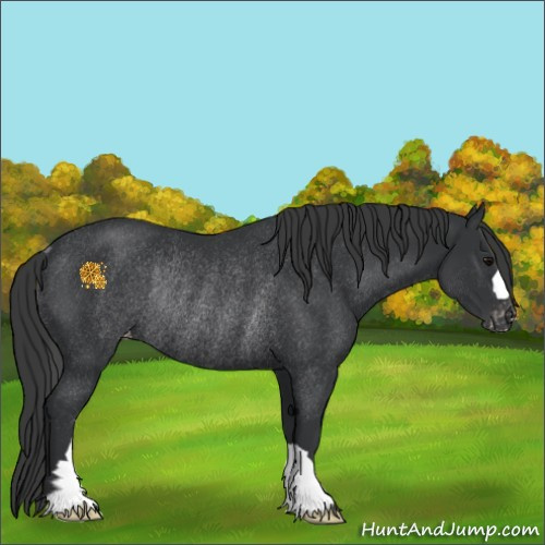 Horse Color:Black Appaloosa Rabicano 