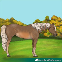 Horse Color:Chocolate Palomino 