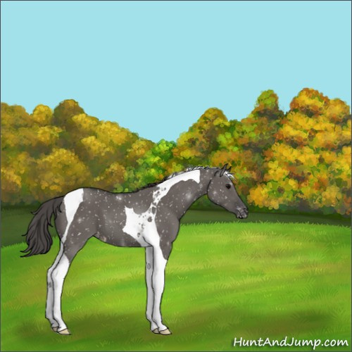 Horse Color:Grullo Tobiano Appaloosa 