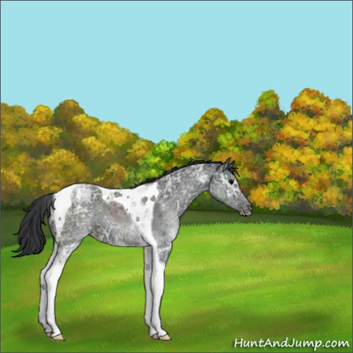 Horse Color:Black Ice Tobiano Appaloosa 