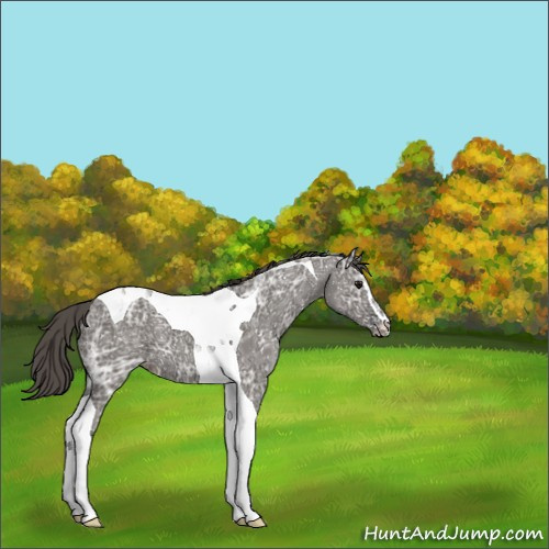 Horse Color:Grullo Ice Sabino Tobiano Appaloosa 