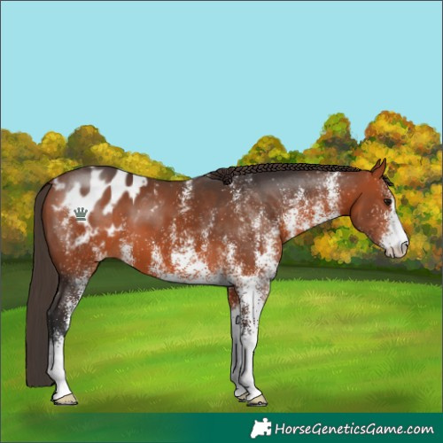Horse Color:White Spotted Bay Appaloosa 