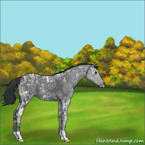 Horse Color:Black Ice