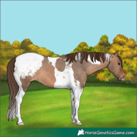 Horse Color:Brown Dun Tobiano Appaloosa 
