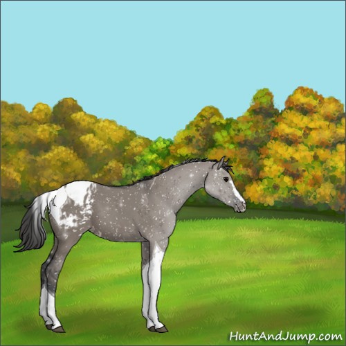 Horse Color:Grullo Sabino Tobiano Appaloosa 