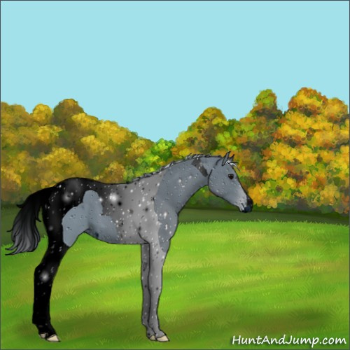 Horse Color:ERROR: UNKNOWN ANOMALY
