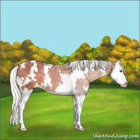 Horse Color:White Spotted Silver Bay Splash Appaloosa