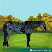 Horse Color:ERROR: UNKNOWN ANOMALY