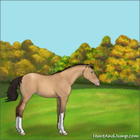 Horse Color:Gray Sable Champagne Dun 