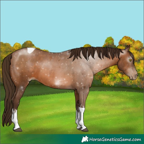 Horse Color:Gray White Spotted Bay Pearl Tobiano