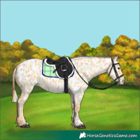 Horse Color:Red Dun Appaloosa and Palomino Dun Appaloosa