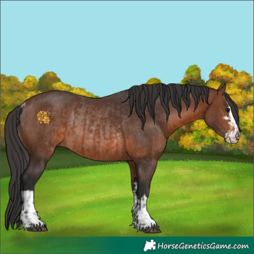 Horse Color:Brown Rabicano  and Brown Rabicano 