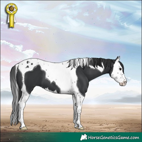 Horse Color:Black Splash Tobiano 