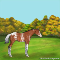 Horse Color:White Spotted Bay Splash Tobiano 