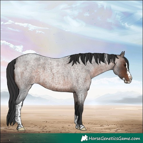 Horse Color:Brown Roan Splash Tobiano Rabicano