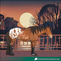Horse Color:Bay Appaloosa Rabicano 