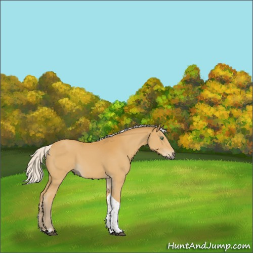 Horse Color:Silver Buckskin Sabino Tobiano Rabicano 