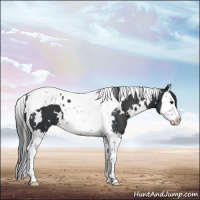 Horse Color:White Spotted Black Splash Tobiano 