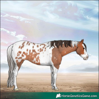 Horse Color:Bay Roan Splash Tobiano Near Leopard 
