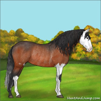 Horse Color:Bay Rabicano and Bay Splash Rabicano