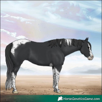 Horse Color:Black Splash Tobiano