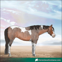 Horse Color:Bay Roan Splash Tobiano 