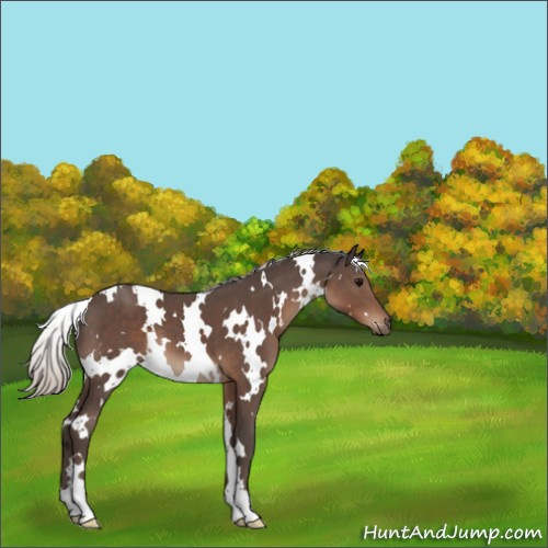 Horse Color:White Spotted Silver Black 