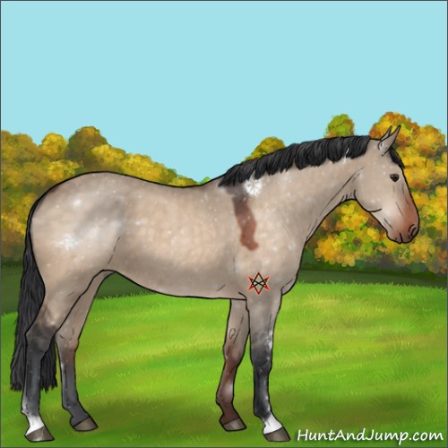Horse Color:Brown Dun Sabino 