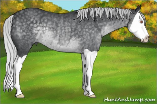 Horse Color:Silver Black Chinchilla Splash Rabicano 